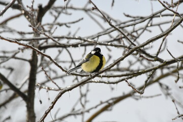 Great tit (Parus major) perched on an ice-covered branch in winter, surrounded by icicles and frozen tree branches © Viktoria