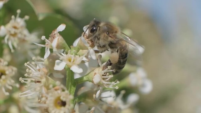 Side View Macro Footage of Honey Bee Pollinating White Flowers