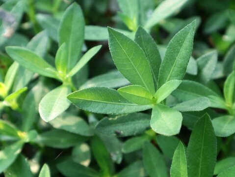 Close up shot of fresh green sessile joyweed foliage in nature. Vibrant tropical plant leaves pattern full frame photo ideal for botanical, environment, herbal medicine, and background stock needs