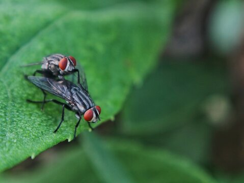 Close up of two flesh flies (Sarcophaga sp.) mating on a green leaf in nature. Detailed showing red eyes, striped body, and natural garden background for biological and wildlife stock photo needs