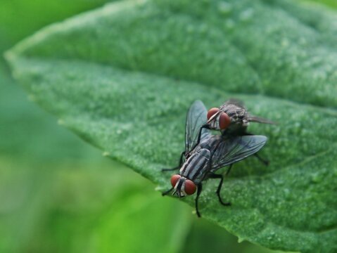 Close up of two flesh flies (Sarcophaga sp.) mating on a green leaf in nature. Detailed showing red eyes, striped body, and natural garden background for biological and wildlife stock photo needs
