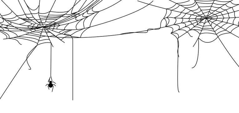 Halloween tangled web on transparent background, dangling spider on silk thread, black widow spider web, tangled gossamer web corners, spider silk border line art