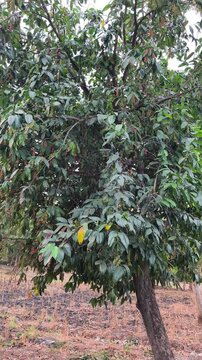 Buni tree, Antidesma bunius, bearing clusters of ripening fruits among dense green leaves outdoors.
