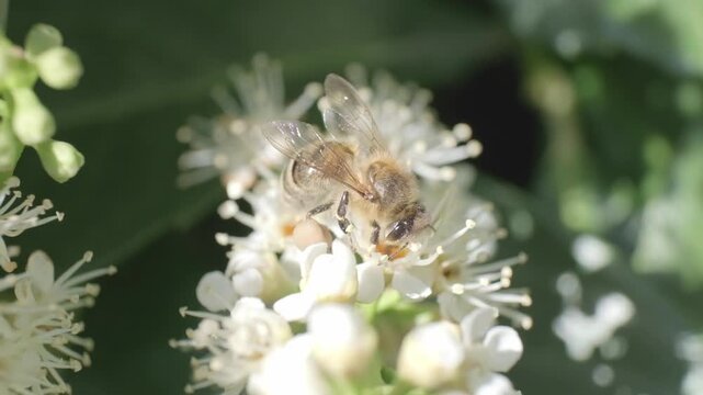 Honey Bee Taking Flight from White Blossom Cluster