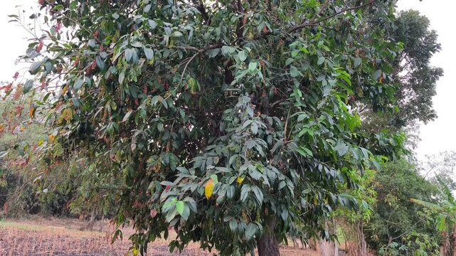 Buni tree, Antidesma bunius, bearing clusters of ripening fruits among dense green leaves outdoors.