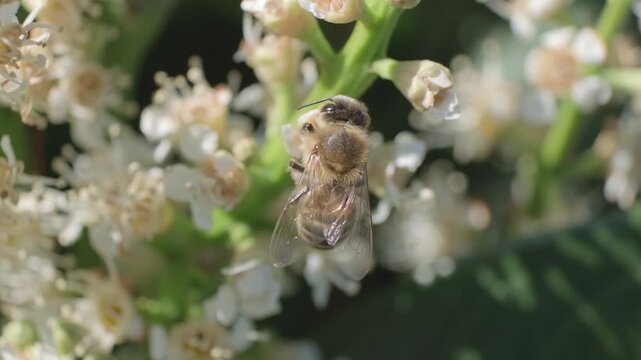 Macro Close Up of Honey Bee Feeding on White Blossoms