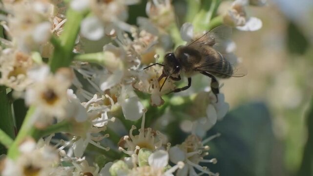 Macro Shot of Honey Bee Foraging on White Inflorescence