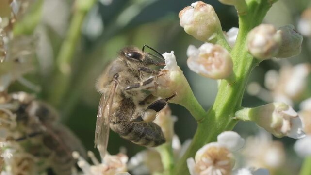 Macro Video of Honey Bee Foraging on White Flower Stem