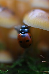 A seven-spot ladybug on a cluster of wild fungi in the forest. A low-angle macro shot with a soft bokeh background highlighting the tiny insect © Viktoria