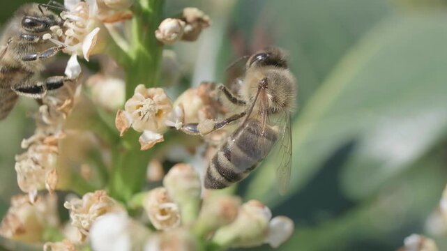 Macro Shot of Honey Bee Feeding on White Flower Bud