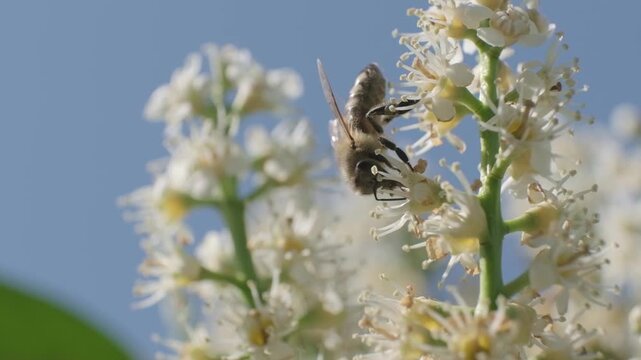 Honey Bee Foraging on White Flowers Against Blue Sky