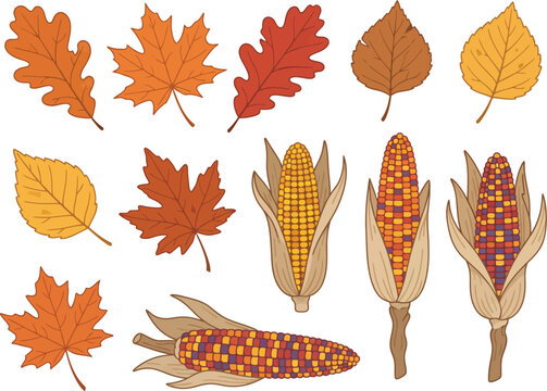 Autumn leaves and corn harvest vector illustration set for Thanksgiving