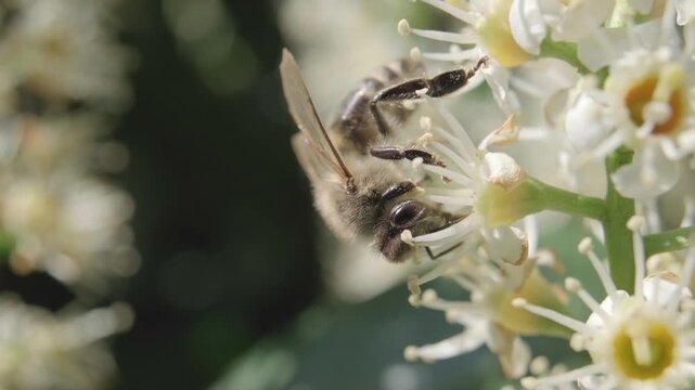 Detailed Macro Video of Honey Bee Pollinating White Flowers