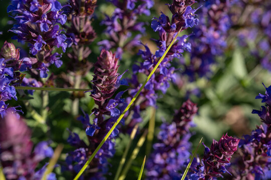 Salvia nemorosa Caradonna blooming