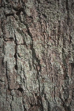 corteza arbol