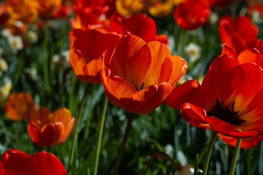 Tulips Outdoor, Spring Tulipa Flowers
