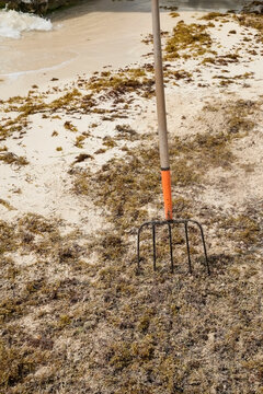 Pitchfork stuck with sargassum seaweed on sandy beach