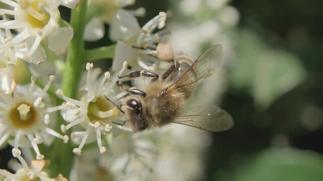 Honey Bee Taking Flight from White Flower Stem Macro