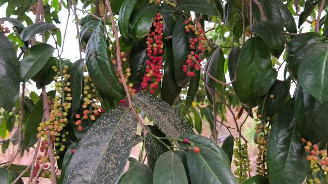 Clusters of ripening bignay fruits hang among glossy green leaves, displaying vibrant multicolored natural growth.