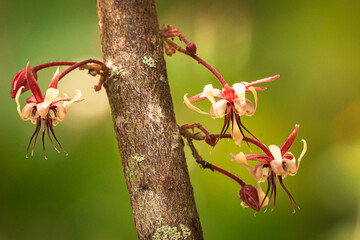 flor del cacao chocolate   © diego