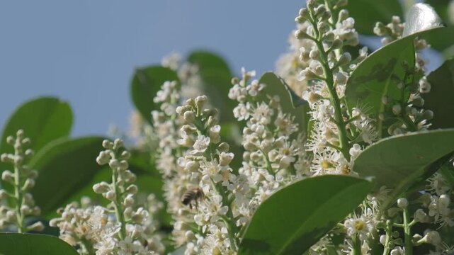 Wide Angle Macro Video of Honey Bee Foraging on Flowering Bush
