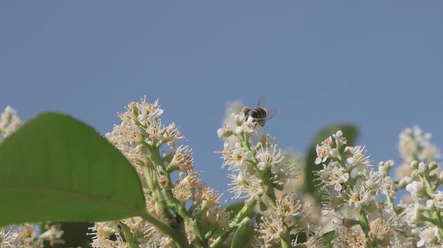 Honey Bee Perched on Top of White Flower Spike Against Blue Sky
