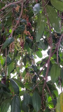 Clusters of ripening bignay fruits hang among glossy green leaves, displaying vibrant multicolored natural growth.