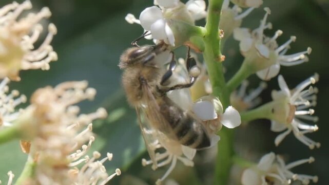 Honey Bee Crawling and Taking Flight from White Flower Stem