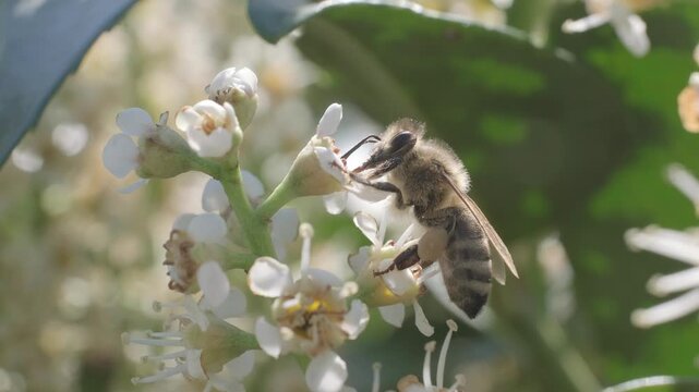 Side View Macro Footage of Honey Bee Pollinating White Flowers