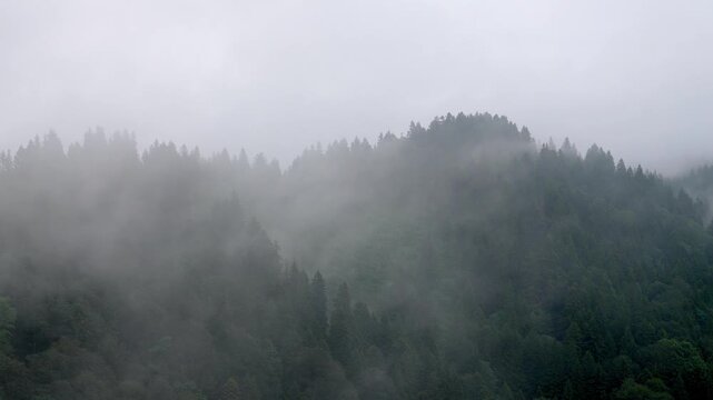 A gloomy cinematic scene of mysterious fog and fog moving through the trees of a dense coniferous forest on a mountainside on a cloudy day, creating a beautiful natural backdrop in Georgia