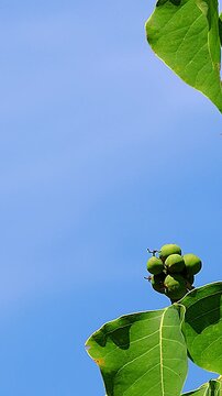 Beautiful green fruits and leaves of Chinese tallow tree with blue sky background,Vertical