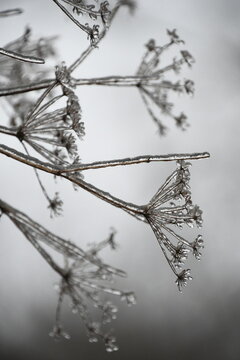 Macro shot of dry umbrella-shaped flower stalks coated in a smooth, clear ice crust after freezing rain, set against a soft gray background