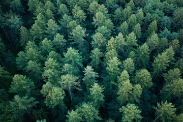 Naklejka premium Rainforest ecosystem and healthy environment. Nature background. Tree growing in lush forest. Nature landscape. Landscape with forest in spring. Green forest in summer aerial view. Aerial treetops