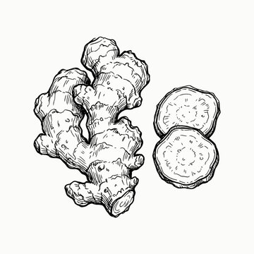 Detailed Hand-Drawn Illustration of Fresh Ginger Root
