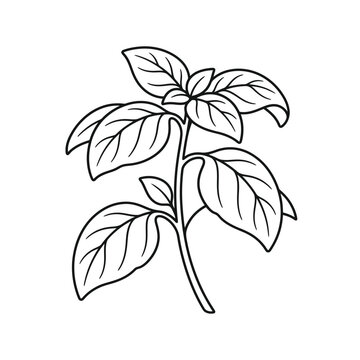 Minimalist Sweet Basil Sprig Line Art Icon