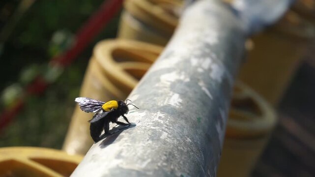 A close-up shot of a large black and yellow carpenter bee resting on a weathered grey metal pipe with a soft blurred natural background during daytime.