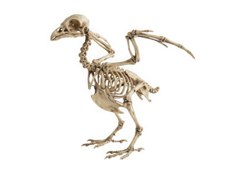 Fototapeta premium Anatomical skeleton of a bird isolated on transparent background