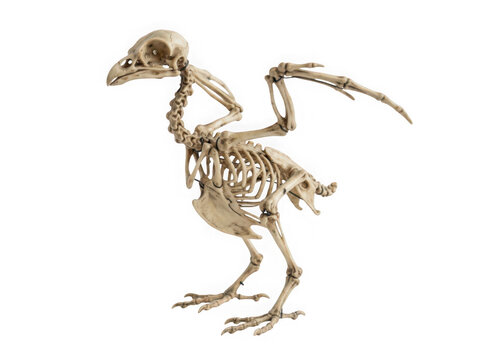 Anatomical skeleton of a bird isolated on transparent background