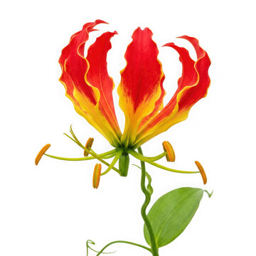 Gloriosa lily flower with vibrant red and yellow petals isolated on transparent background