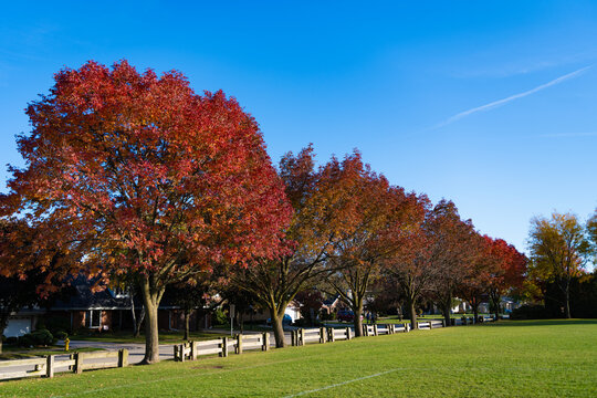 Fall leaves in park. Nature fall season. Fall season park. Autumn leaf natural foliage. Landscape autumn nature. Red leaves on tree. Seasonal autumnal tree. Autumn nature landscape. Walk in city park