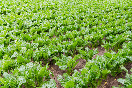 Sugar beet field. Countryside green background of beet field. Beet crop harvest in village. Beet crop harvest. Agriculture and harvesting in farm. Green background harvest farming