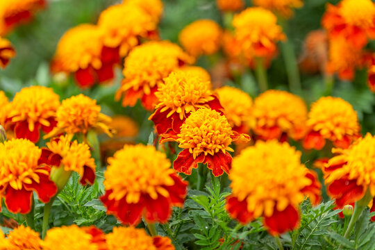 Summer blooming flower. Blooming flower yellow color. Yellow marigold flower. Tagetes flowers in summer. Vivid yellow marigold bloom in nature. Nature macro photography