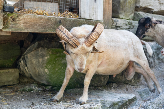 Domestic animal graze on summer farm. Rural landscape with sheep in rural farmland. Sheep in village. Sheep flock grazing at farming pasture outdoor. Graze in pasture countryside