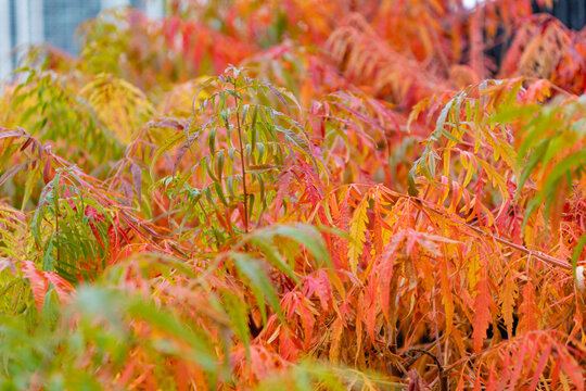 Autumn orange leaves. Vivid leaves color. Nature fall season. Fall season forest. Autumn leaf natural foliage. Autumn nature. Orange leaves on vivid tree. Seasonal autumnal tree