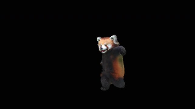 Cute 3D animated red panda dancing rumba with alpha channel. Cartoon animal character isolated for compositing, motion graphics, video editing, and digital content creation.