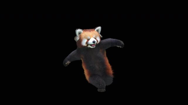 Cute 3D animated red panda dancing rumba with alpha channel. Cartoon animal character isolated for compositing, motion graphics, video editing, and digital content creation.