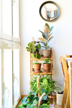Home decor with plants. Vertical shot of plant corner for interior design with wood and natural materials