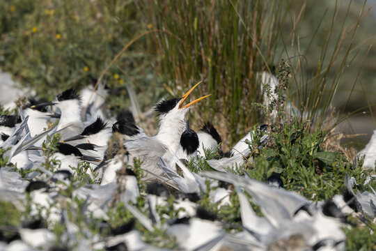 Elegant tern (Thalasseus elegans) - Schmuckseeschwalbe