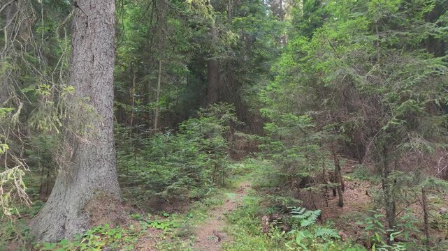 Drone Flying Low Angle Along Path Towards Dense Evergreen Forest in Bijambare Bosnia
