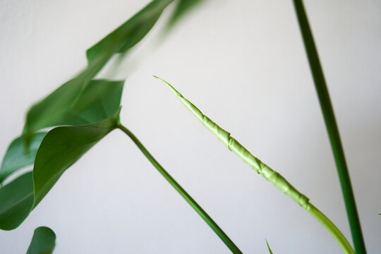 Growth concept. Green new leaf unfolding in mostera deliciosa plant